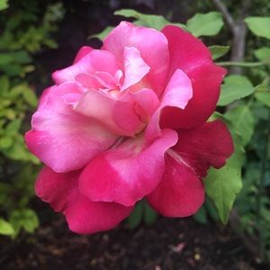 Meet your Posher, Carrie